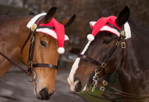 Новогоднее конное шоу "Волшебные кони в стране чудес"
