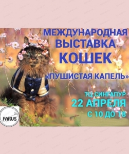 Выставка кошек по системе FARUS "Пушистая капель"